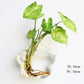 Wall Hanging Aquarium Pot Decoration