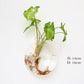 Wall Hanging Aquarium Pot Decoration