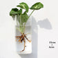 Wall Hanging Aquarium Pot Decoration