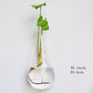 Wall Hanging Aquarium Pot Decoration