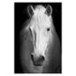 BLACK & WHITE AFRICAN ANIMAL CANVAS PAINTING