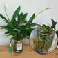 Hydroponic Organic Vegetables Liquid Fertilizer (6 pcs set)