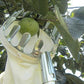 EZ Fruit Picker Garden Tool