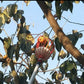 EZ Fruit Picker Garden Tool