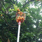 EZ Fruit Picker Garden Tool