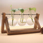 PlantDecor™ Hydroponic Transparent Plant Cocoons - Indigo-Temple